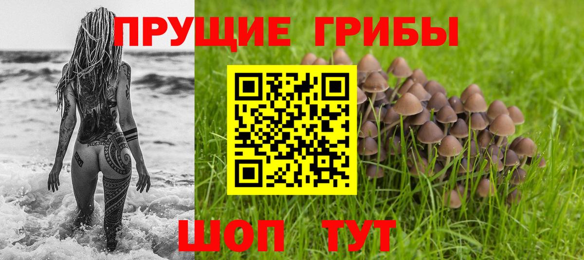 Армавир  Псилоцибиновые грибы Psilocybine cubensis  Вход с VPN 